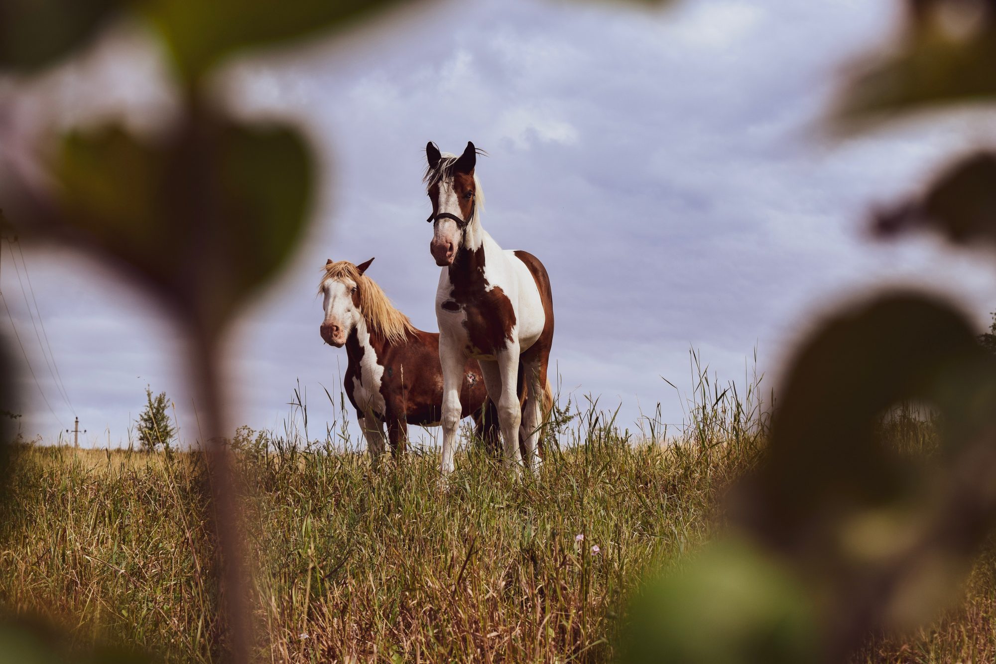 Horses